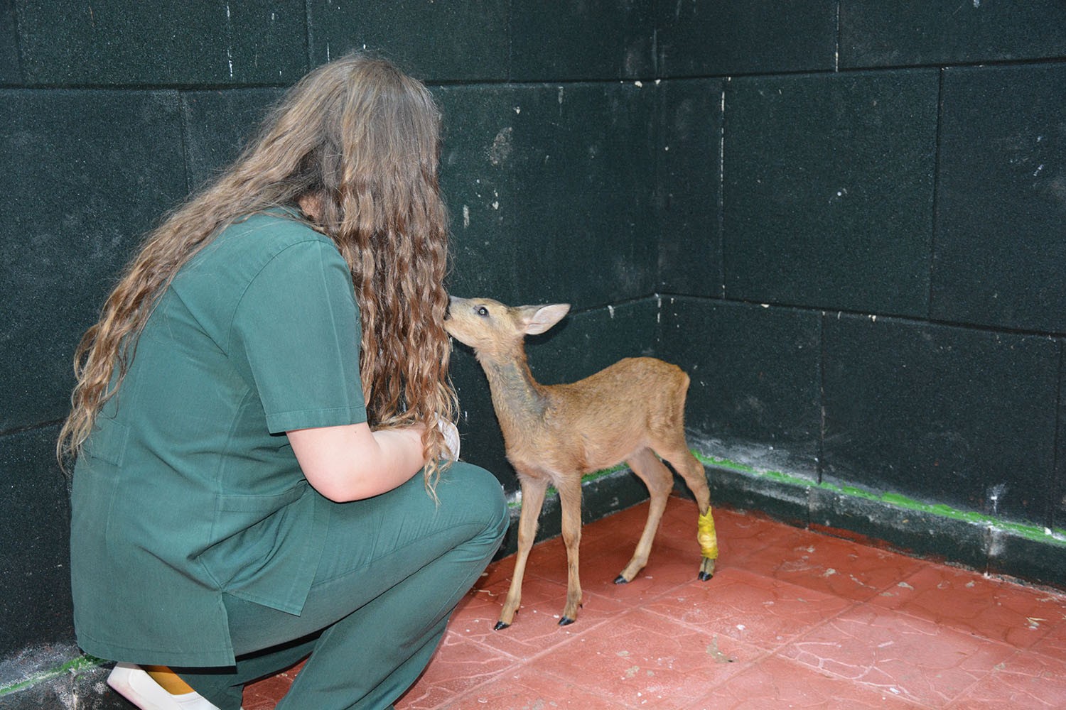 Hasta ve yaralı yaban hayvanları bu merkezde şifa buluyor